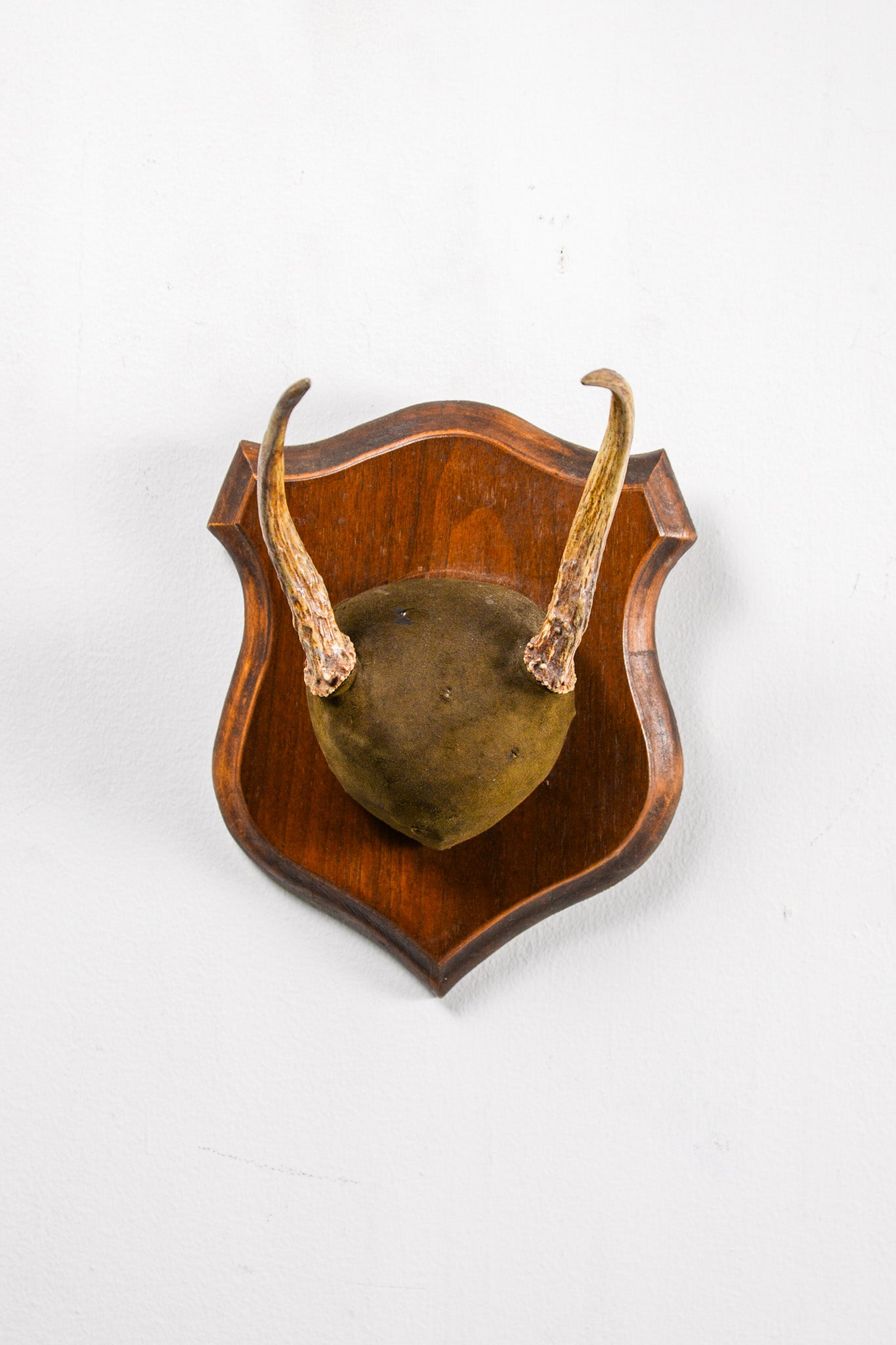 Animal Trophy / アニマルトロフィー