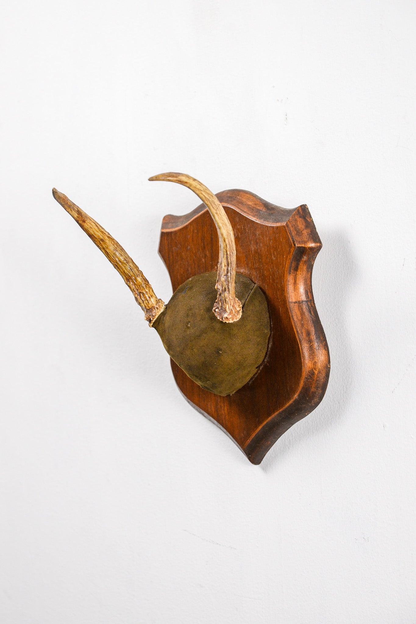 Animal Trophy / アニマルトロフィー