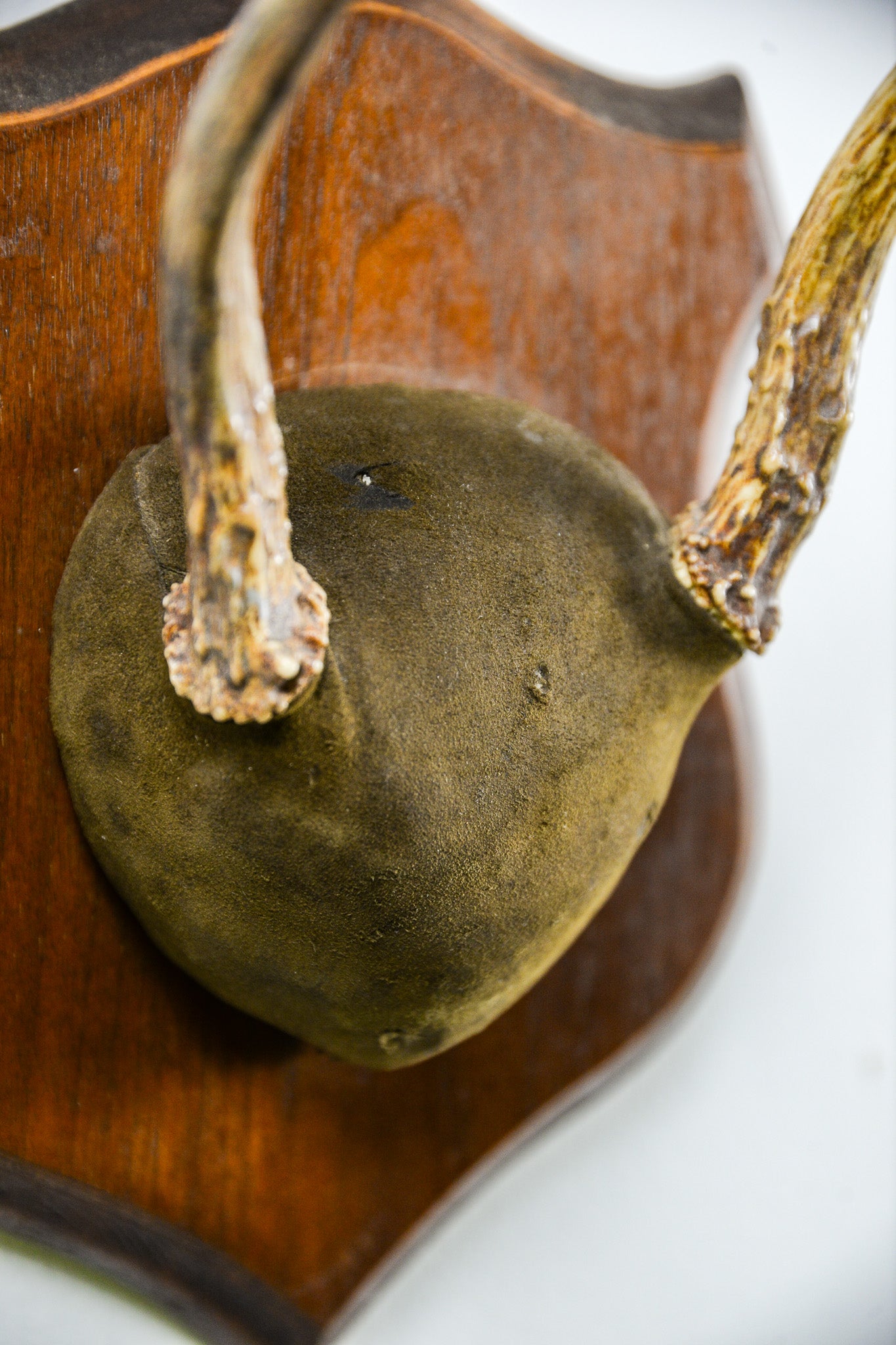 Animal Trophy / アニマルトロフィー