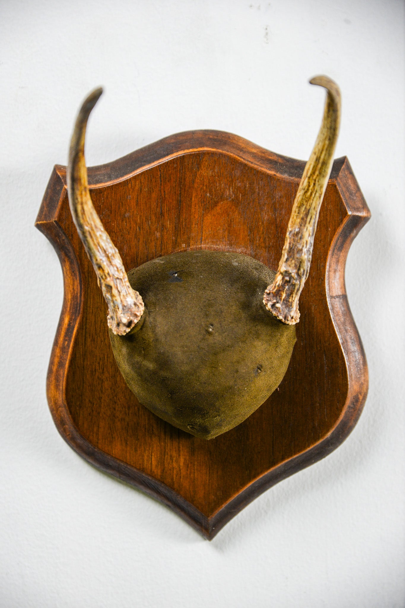 Animal Trophy / アニマルトロフィー