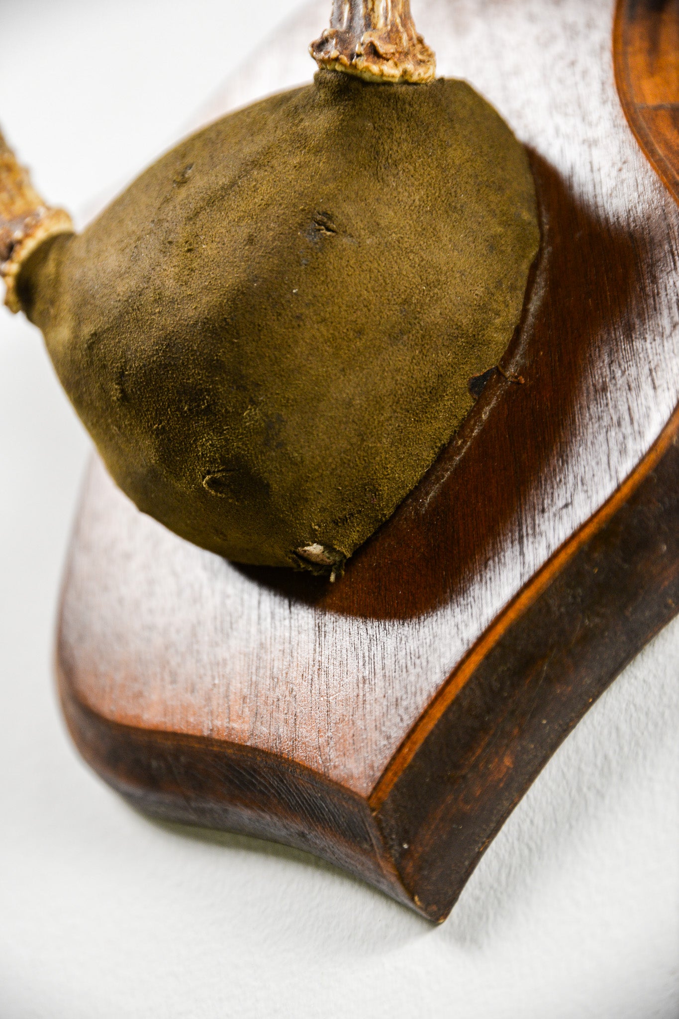 Animal Trophy / アニマルトロフィー