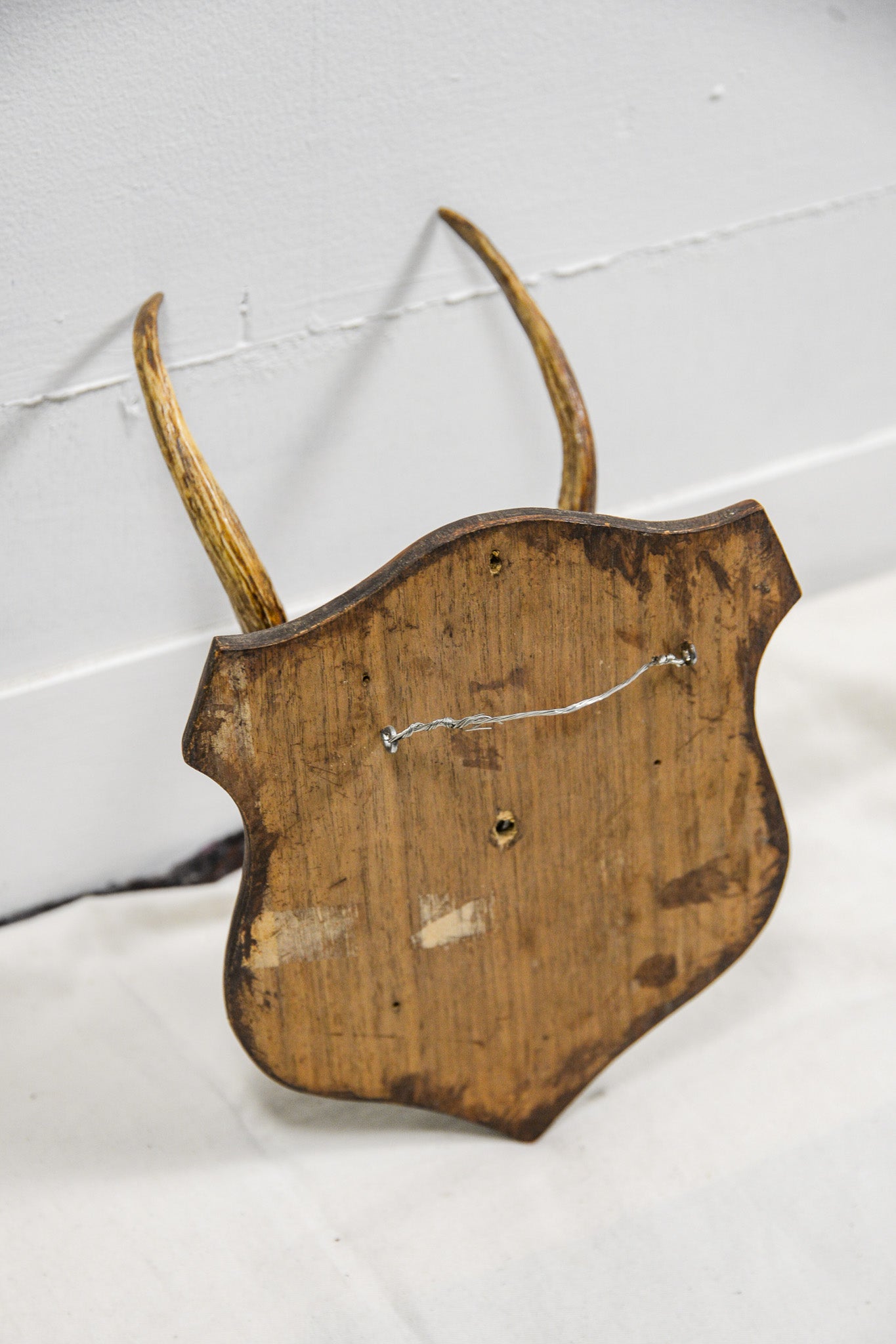 Animal Trophy / アニマルトロフィー