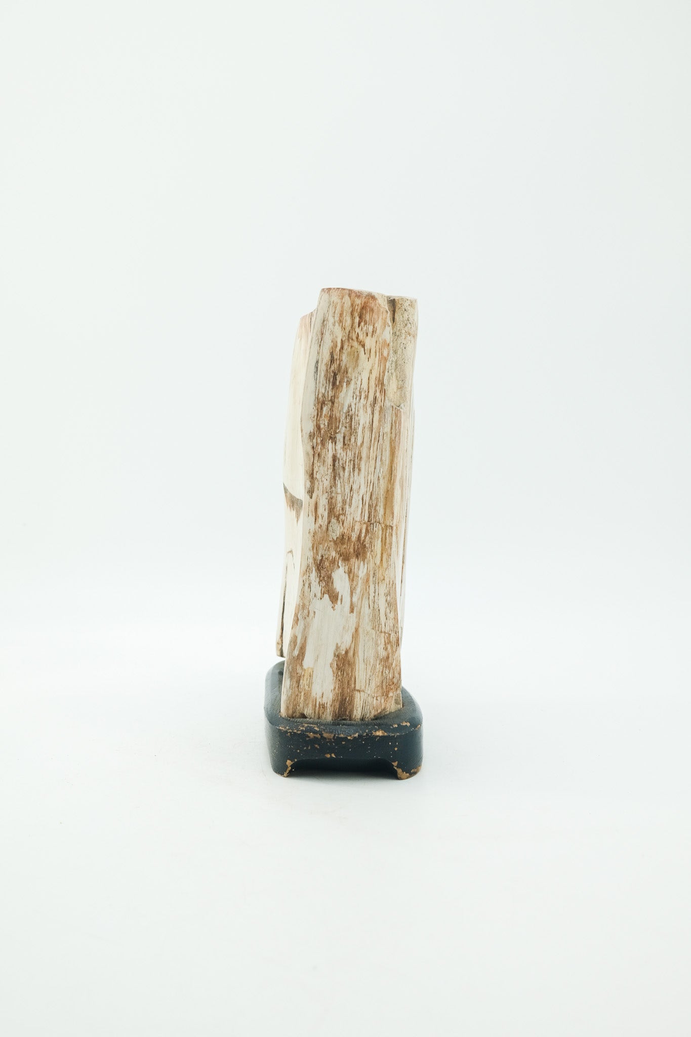 Petrified Wood Object / 珪化木 オブジェ