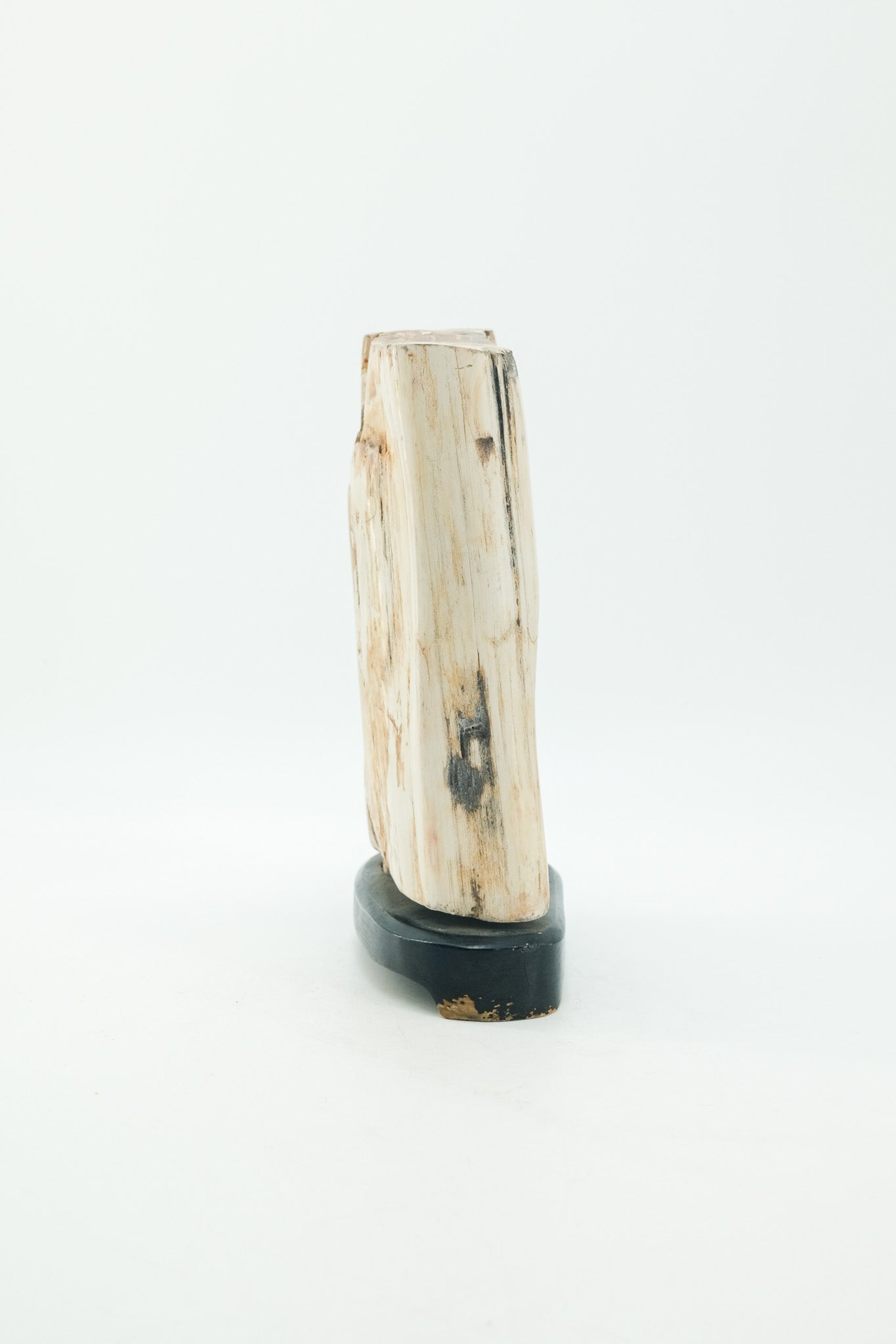 Petrified Wood Object / 珪化木 オブジェ
