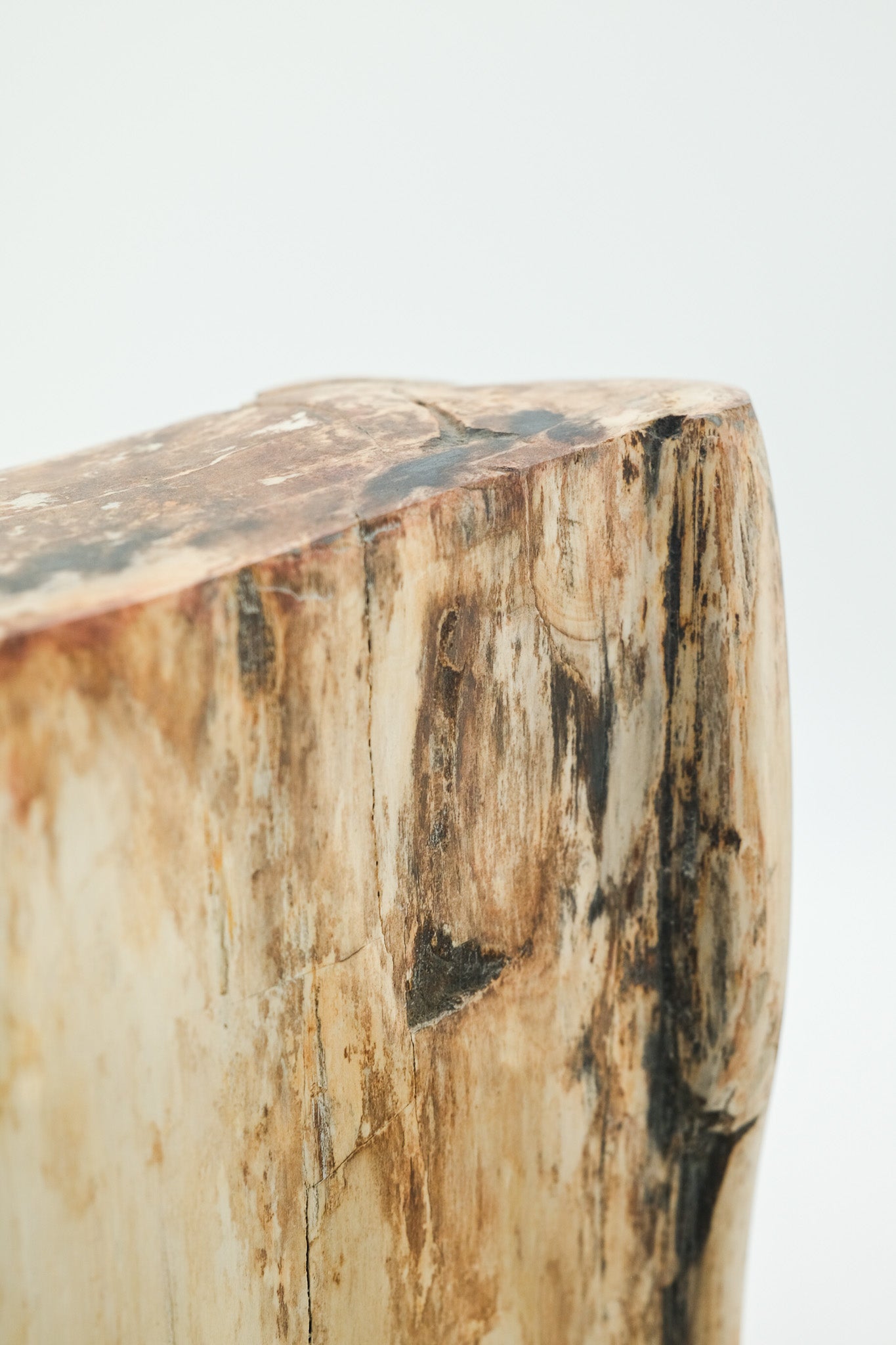 Petrified Wood Object / 珪化木 オブジェ