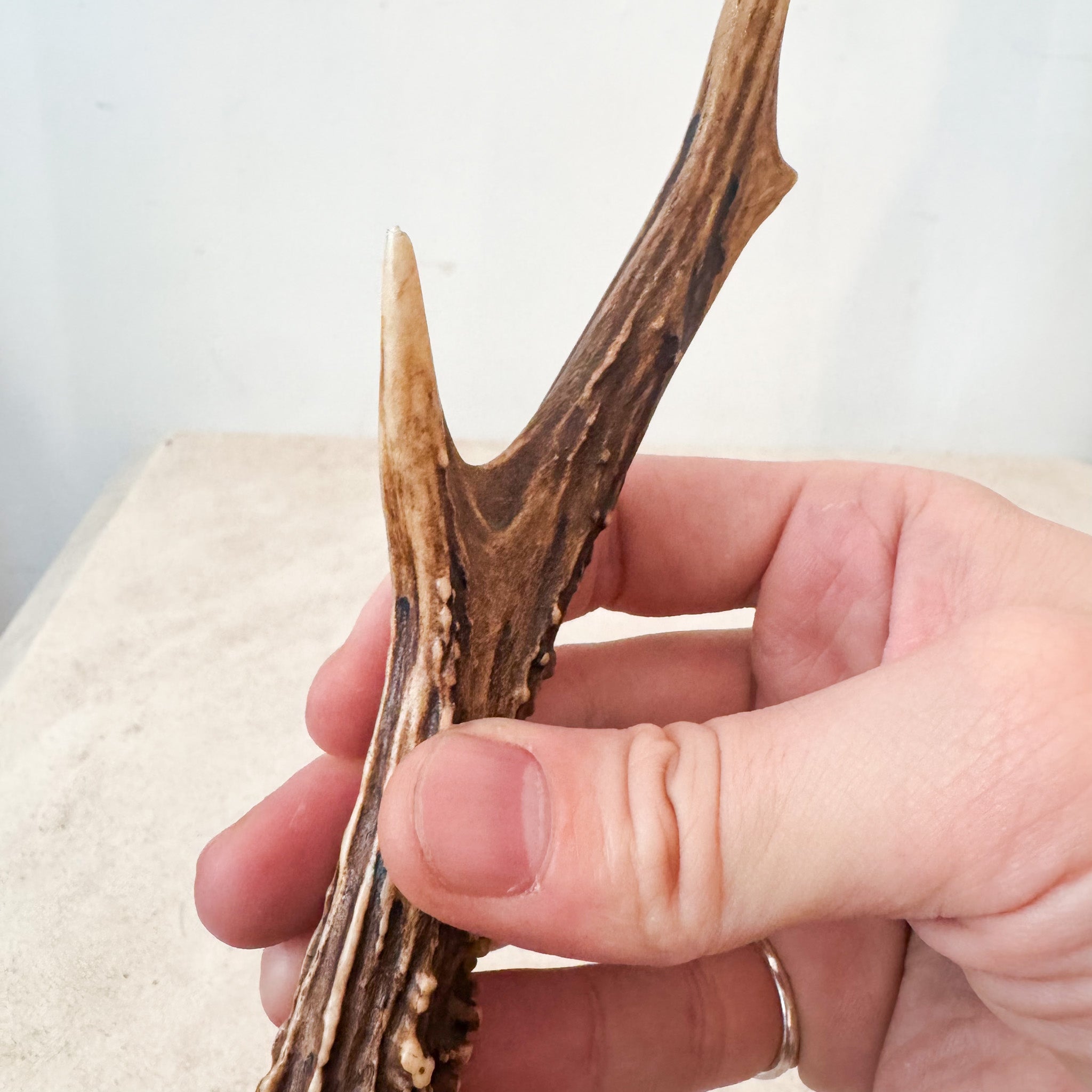 Horn Object / 角のオブジェ