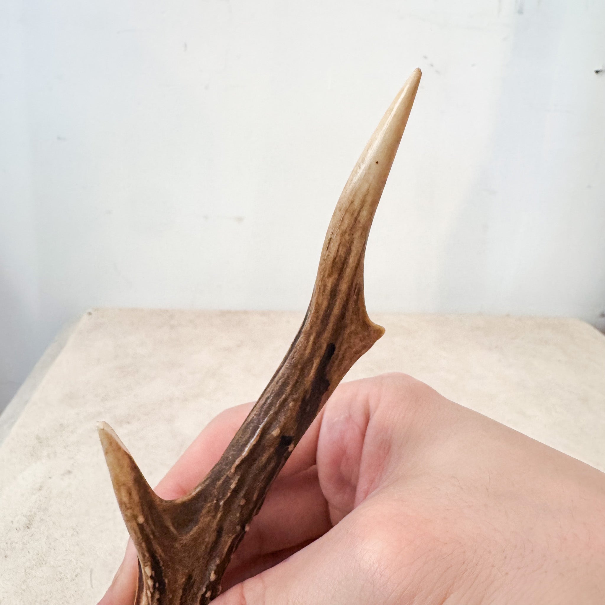 Horn Object / 角のオブジェ